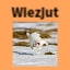 Wierzjut